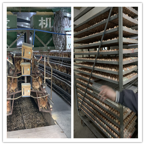 1607405968124963.jpg 2020-11-16 110_副本.jpg